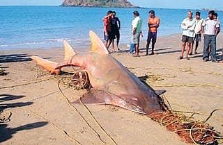 ಬಲೆಗೆ ಬಿದ್ದ ಗರಗಸ ಮೀನು