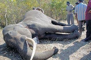 ನಾಗರಹೊಳೆ ಅರಣ್ಯದಲ್ಲಿ ಆನೆ ಸಾವು