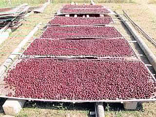 ಅಡಿಕೆ ಬೆಲೆ ಕುಸಿತ: ಬೆಳೆಗಾರರು ಕಂಗಾಲು