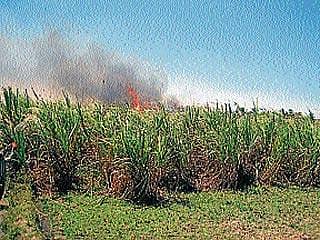 ಅರ್ಧ ಗಂಟೆಯಲ್ಲಿಯೇ ನಾಶವಾದ ಭವಿಷ್ಯದ ಬೆಳೆ