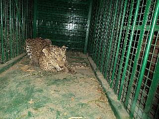 ಬೋನಿಗೆ ಬಿದ್ದ ನರಭಕ್ಷಕ ಚಿರತೆ