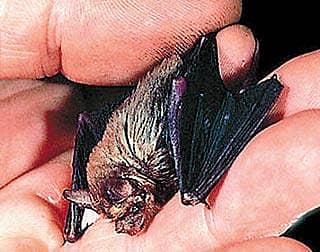 ಬಾಗಿದ ಮೂಗಿನ ಬಾವಲಿ