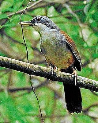 23 ವರ್ಷಗಳ ನಂತರ ಬಂದ ಪಕ್ಷಿ!