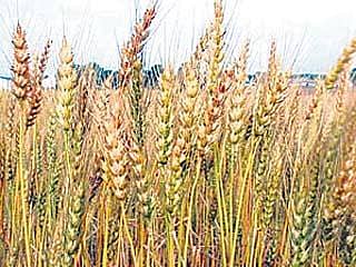 ರೂ. 1,259 ಕೋಟಿ ಬೆಳೆ ಸಾಲ ವಿತರಣೆ