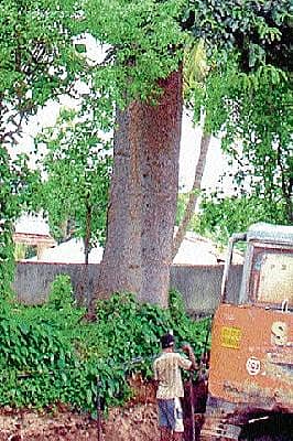 ತಪ್ಪಿದ ಮರ ಹನನ: ನಾಗರಿಕರ ಮೆಚ್ಚುಗೆ