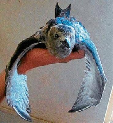 ನಿತ್ರಾಣ ಬ್ರಿಡಲ್ಡ್ ಟರ್ನ್ ಹಕ್ಕಿಗೆ ಆರೈಕೆ