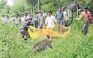 ಮೈಸೂರು ಬಳಿ ಚಿರತೆ ಸೆರೆ