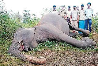 ಆನೆ ಸಾವು: ಗುಂಡೇಟು ಶಂಕೆ