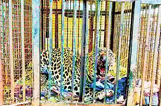 ನಾಯಿ ಪ್ರಿಯ ಚಿರತೆ ಸೆರೆ