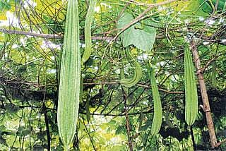 ಅಂಗಳದಲ್ಲಿ ಹಣ್ಣು, ತರಕಾರಿ