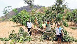 ಆನೆಗಳ ದಾಳಿ: ಮಾವಿನ ತೋಟ ನಾಶ