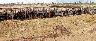 ಗೋಶಾಲೆಮೇವು ತಿಪ್ಪೆಗೆ