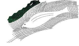 ನುಡಿಮರಣ ಕಾರಣಗಳು