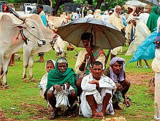ಎತ್ತುಗಳ ಮಾರಾಟಕ್ಕೆ ಅಣಿಯಾದ ರೈತರು