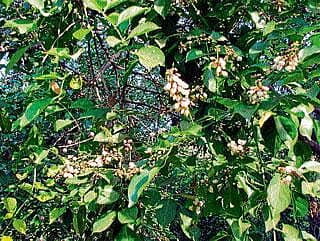 ಹೊಸ ಪಠ್ಯಕ್ರಮ: ಶಿಕ್ಷಕರಿಗೆ ತರಬೇತಿ ನಾಳೆ