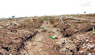 ರಾಯಚೂರು: 2ನೇ ವರ್ಷವೂ ಮಳೆ ಮರೀಚಿಕೆ