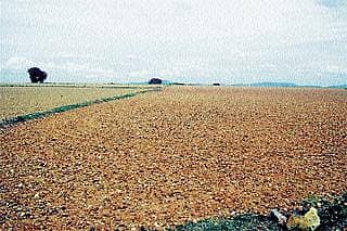 ಮಳೆಕೊರತೆ: ಜನ-ಜಾನುವಾರುತತ್ತರ