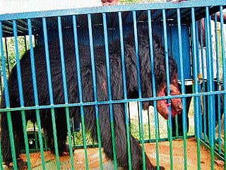 ಆತಂಕ ಮೂಡಿಸಿದ್ದ ಕರಡಿ ಸೆರೆ