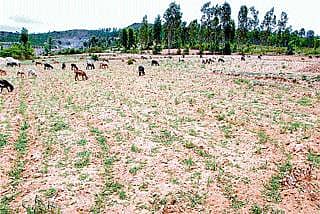 ಬಂದೆರಗಿದೆ ಬರ: ಜಿಲ್ಲೆಯ ರೈತರು ತತ್ತರ