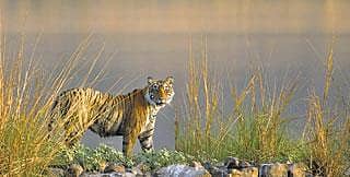 ರಾಜ್ಯದಲ್ಲಿ ಇಂದಿನಿಂದ ಸಫಾರಿ ರದ್ದು