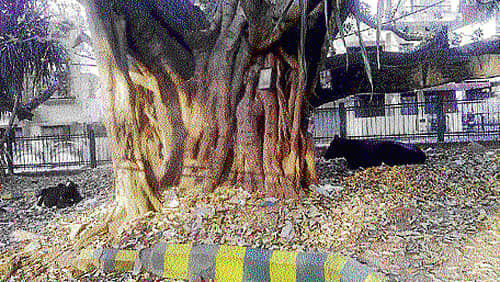 ಉದ್ಯಾನ ಸ್ವಚ್ಛವಾಗಿಡಿ