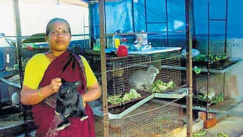 ಮೊಲ ಸಾಕಾಣಿಕೆಯಲ್ಲಿ ಯಶ ಕಂಡ ನಾಗರತ್ನ ನಾಯಕ್