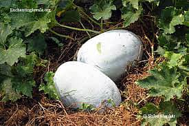 ಬುದ್ಧಿಗೊಂದು ಬೃಹತ್ ಫಲ