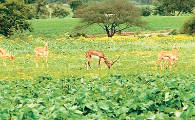 ಗದಗ ಜಿಲ್ಲೆ ಮುಂಡರಗಿ ತಾಲ್ಲೂಕಿನ ಹಳ್ಳಿಗುಡಿ ಗ್ರಾಮದ ಹೊಲದಲ್ಲಿ ಬೆಳೆ ಜಿಂಕೆಗಳ ಹಿಂಡು
