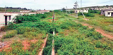 ಬಾಗಲಕೋಟೆ ಜಿಲ್ಲೆ ಹುನಗುಂದ ತಾಲ್ಲೂಕಿನ ಕಮಗತಿ ಗ್ರಾಮದಲ್ಲಿ ಪಾಳುಬಿದ್ದಿರುವ ಆಸರೆ ಮನೆಗಳ ಬಳಿ ಬೆಳೆದಿರುವ ಮುಳ್ಳಿನ ಗಿಡಗಳು