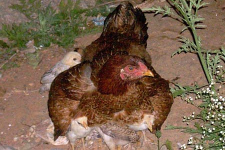 ಮಾವಿನ ಮಡಿಲಲ್ಲಿ ಗರಿಗೆದರಿದ ಕೋಳಿ ಸಾಕಾಣಿಕೆ