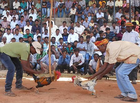 ಮೂಡಿಗೆರೆಯ ಹೊಯ್ಸಳ ಕ್ರೀಡಾಂಗಣದಲ್ಲಿ ತಾಲ್ಲೂಕು ತುಳುಕೂಟದ ವತಿಯಿಂದ ಭಾನುವಾರ ನಡೆದ ಕೋಳಿ ಅಂಕದ ದೃಶ್ಯ