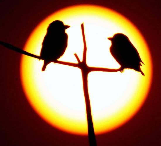 ನವದೆಹಲಿಯಲ್ಲಿ ಭಾನುವಾರ ಸೂರ್ಯ ತಂಪಾಗುವ ಹೊತ್ತಲ್ಲಿ ಬಿಸಿ–ಬಿಸಿ ಚರ್ಚೆಯಲ್ಲಿ ತೊಡಗಿದ್ದ ಜೋಡಿ ಹಕ್ಕಿ... ಬಹುಶಃ ಲೋಕಸಭೆಯಲ್ಲಿ ಸೋಮವಾರ ಮಂಡನೆಯಾಗಲಿರುವ ಮಧ್ಯಂತರ ಬಜೆಟ್ನಲ್ಲಿ ತಮಗೂ ಏನಾದರೂ ಪಾಲು ಸಿಗಬಹುದೇ ಎಂದು ಚರ್ಚಿಸುತ್ತಿರಬಹುದೇ?