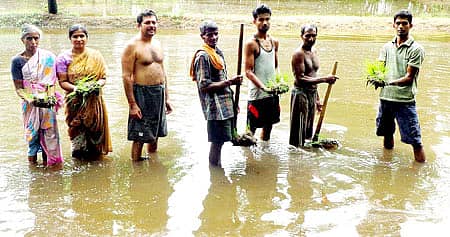 ಉತ್ತರಕನ್ನಡ ಜಿಲ್ಲೆಯ ಕುಮಟಾ ತಾಲ್ಲೂಕಿನ ಬಾಡ ಗ್ರಾಮದಲ್ಲಿ ಗದ್ದೆಗೆ ಉಪ್ಪು ನೀರು ನುಗ್ಗಿ ಭತ್ತದ ಬೆಳೆ ಹಾಳಾಗಿರುವುದನ್ನು ತೋರಿಸುತ್ತಿರುವ ಕೃಷಿಕರು 	 (ಸಂಗ್ರಹ ಚಿತ್ರ)