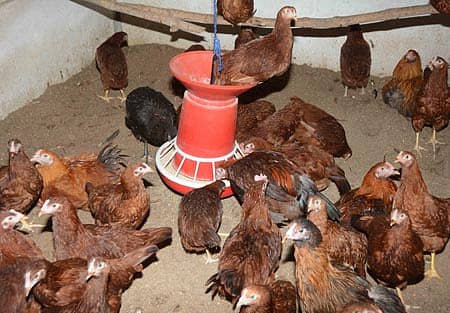 ಧಾರವಾಡದ ಕೃಷಿ ವಿಶ್ವವಿದ್ಯಾಲಯದ ಪಶುವಿಜ್ಞಾನ ವಿಭಾಗದ ಪೌಲ್ಟ್ರಿ ಫಾರ್ಮ್ನಲ್ಲಿರುವ ‘ಗ್ರಾಮಪ್ರಿಯ’ ತಳಿಯ ಕೋಳಿಗಳು. ಪ್ರಜಾವಾಣಿ ಚಿತ್ರ: ಬಿ.ಎಂ.ಕೇದಾರನಾಥ