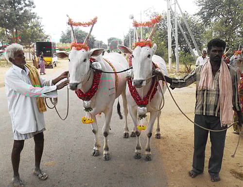 ಇದು ಕೊರಟಗೆರೆ ತಾಲ್ಲೂಕು ಕ್ಯಾಮೇನಹಳ್ಳಿ ಜಾತ್ರೆಯಲ್ಲಿರುವ ₹ 7 ಲಕ್ಷ ಬೆಲೆ ಬಾಳುವ ಹಳ್ಳಿಕಾರ್ ತಳಿಯ ಜೋಡಿ. ಕೊರಟಗೆರೆ ತಾಲ್ಲೂಕಿನ ಕಲ್ಲುಗುಟ್ಟರಹಳ್ಳಿಯ ಸಣ್ಣರಂಗಪ್ಪ ಅವರಿಗೆ ಸೇರಿದ ಈ ಎತ್ತುಗಳು ಜಾತ್ರೆಯ ದುಬಾರಿ ಜೋಡಿ ಎನಿಸಿವೆ.
