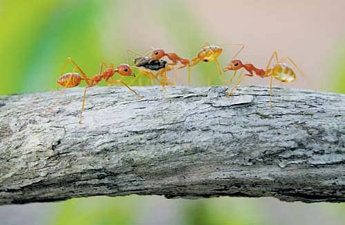 ಎಲೆ ಮರೆಯ ಸೇವಕರ ಲೋಕದೊಳು...