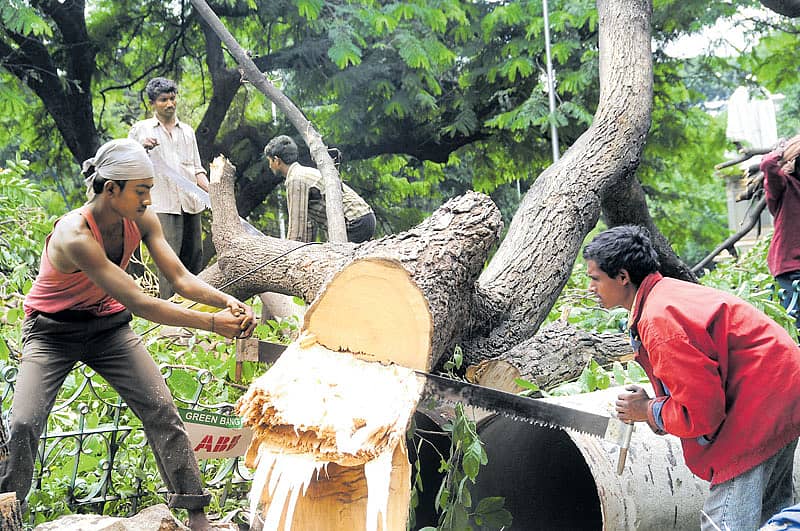 ಸಿಗಲಿದೆಯೇ 60 ಮರಗಳಿಗೆ ಜೀವಭಿಕ್ಷೆ?