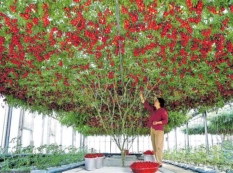 32ಸಾವಿರ ಟೊಮೆಟೊ ಕೊಟ್ಟ ಮರ!