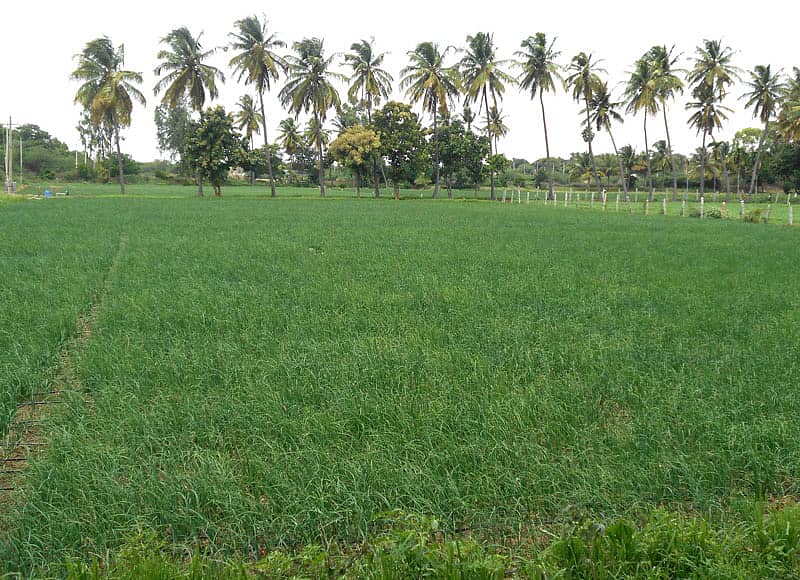 ಮೊಳಕಾಲ್ಮುರು ತಾಲ್ಲೂಕಿನ ಗ್ರಾಮವೊಂದರ ತೋಟದಲ್ಲಿ ಬೆಳೆದು ನಿಂತಿರುವ ಮುಂಗಾರು ಹಂಗಾಮಿನ ಈರುಳ್ಳಿ.