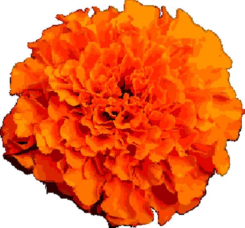 ಚೆಂದದ ಚೆಂಡು ಹೂವಿಗೆ...