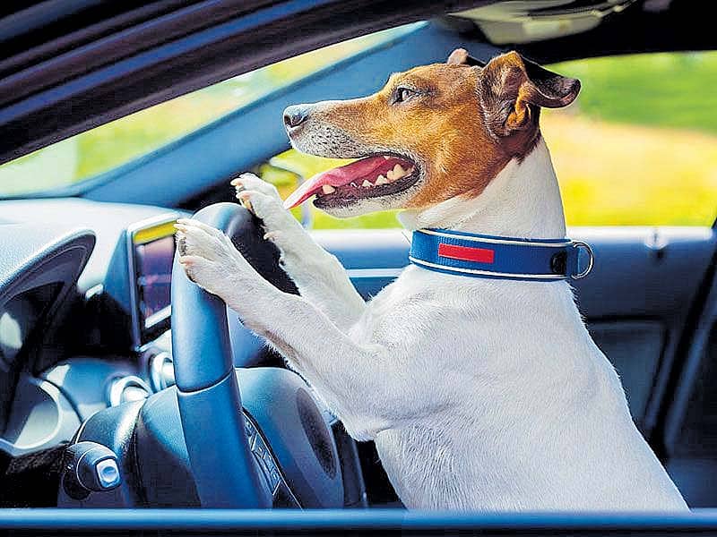 ನಾಯಿ ಮಾಡಿದ ‘ತರ್ಲೆ’