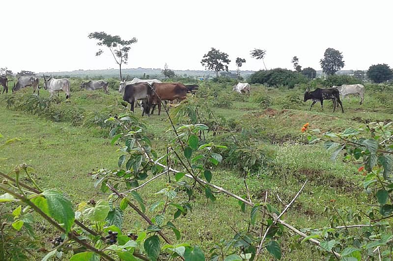 ಎಚ್.ಡಿ.ಕೋಟೆ ತಾಲ್ಲೂಕಿನ ಮೇಟಿಕುಪ್ಪೆ ಗ್ರಾಮದ ಬಳಿ ಅರಣ್ಯ ಇಲಾಖೆ ಒತ್ತುವರಿ ತೆರವು ಮಾಡಿಸಿದ್ದ ಜಮೀನಿನಲ್ಲಿ ದನಕರುಗಳು ಮೇಯುತ್ತಿರುವುದು