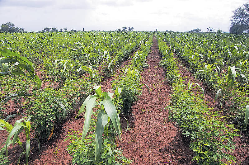 ತಾಂಬಾ ಗ್ರಾಮದ ಬಳಿ ನಳನಳಿಸುತ್ತಿರುವ ತೊಗರಿ ಬೆಳೆ – ಪ್ರಜಾವಾಣಿ ಚಿತ್ರ