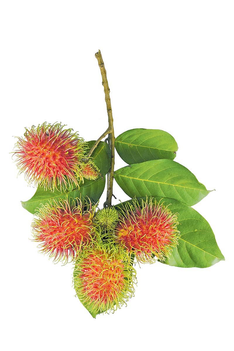 ರಾಂಬಟನ್ ಹಣ್ಣು