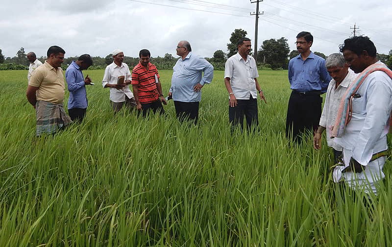 ಶಿರಸಿ ತಾಲ್ಲೂಕಿನ ಬದನಗೋಡ ಗ್ರಾಮ ಪಂಚಾಯ್ತಿ ವ್ಯಾಪ್ತಿಯ ರೋಗಪೀಡಿತ ಭತ್ತದ ಗದ್ದೆಗಳಿಗೆ ಉಪವಿಭಾಗಾಧಿಕಾರಿ ರಾಜು ಮೊಗವೀರ, ತಹಶೀಲ್ದಾರ್ ಬಸಪ್ಪ ಪೂಜಾರಿ, ಸಹಾಯಕ ಕೃಷಿ ನಿರ್ದೇಶಕ ಕೆ.ವಿ. ಕೂರ್ಸೆ ಭೇಟಿ ನೀಡಿ ಪರಿಶೀಲಿಸಿದರು