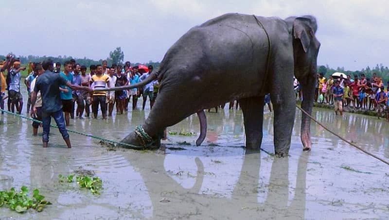 ಪ್ರವಾಹದಲ್ಲಿ 1700 ಕಿ.ಮೀ ದೂರ ಕೊಚ್ಚಿ ಹೋಗಿದ್ದ ಆನೆ ಸಾವು