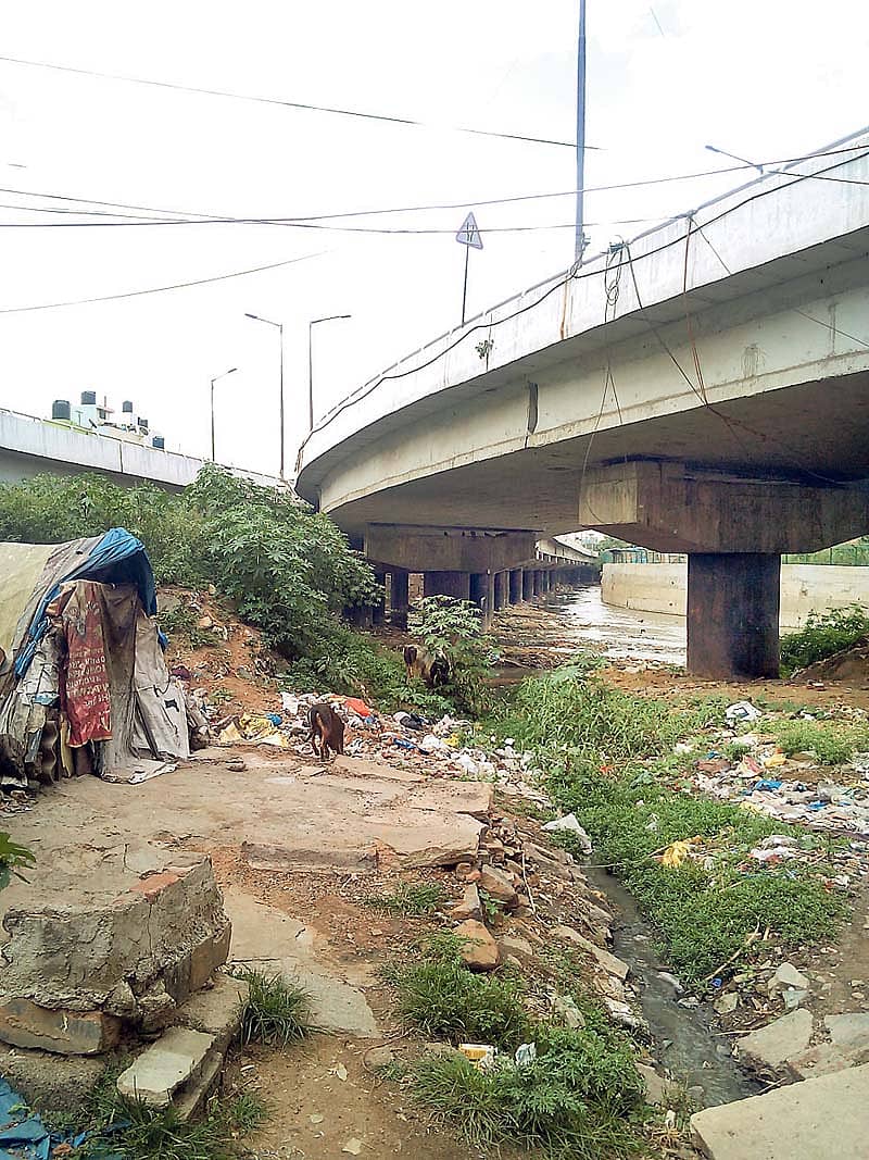 ವೃಷಭಾವತಿ ರಾಜಕಾಲುವೆಯಿಂದ  ತೆಗೆದ ಹೂಳಿನಲ್ಲಿ ಬೆಳೆದಿರುವ ಗಿಡಗಳು