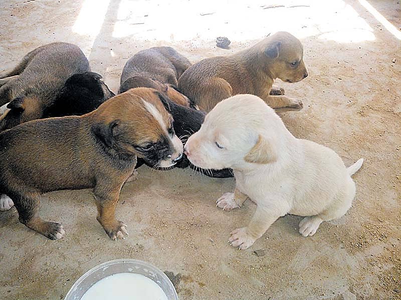 ಮಕ್ಕಳ ನಿಜವಾದ ಸ್ನೇಹಿತರು