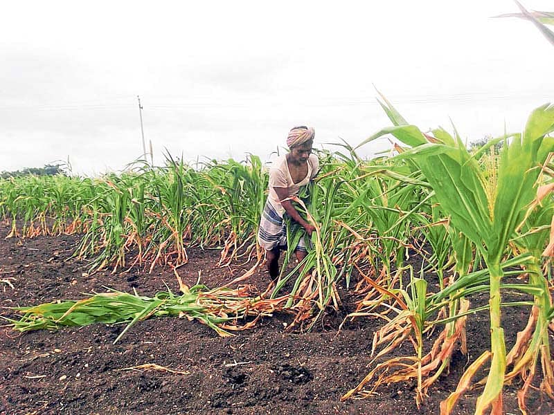 ಕೊಪ್ಪಳ ತಾಲ್ಲೂಕು ಬೆಟಗೇರಿಯಲ್ಲಿ ಮೆಕ್ಕೆಜೋಳದ ಸಸಿಗಳನ್ನು ಕಿತ್ತು ಹಾಕುತ್ತಿರುವ ರೈತ