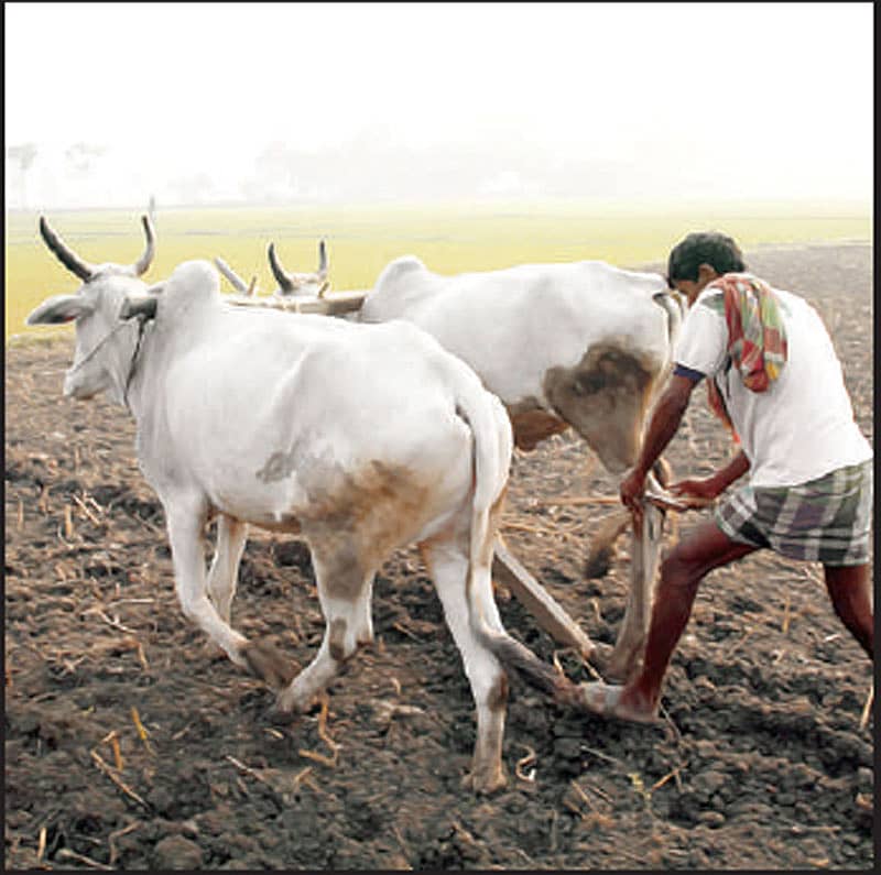 ಮಳೆ ಅಭಾವ ಕಳವಳಕಾರಿ ಬೇಕಿದೆ ಸುಸ್ಥಿರ ಅಭಿವೃದ್ಧಿ